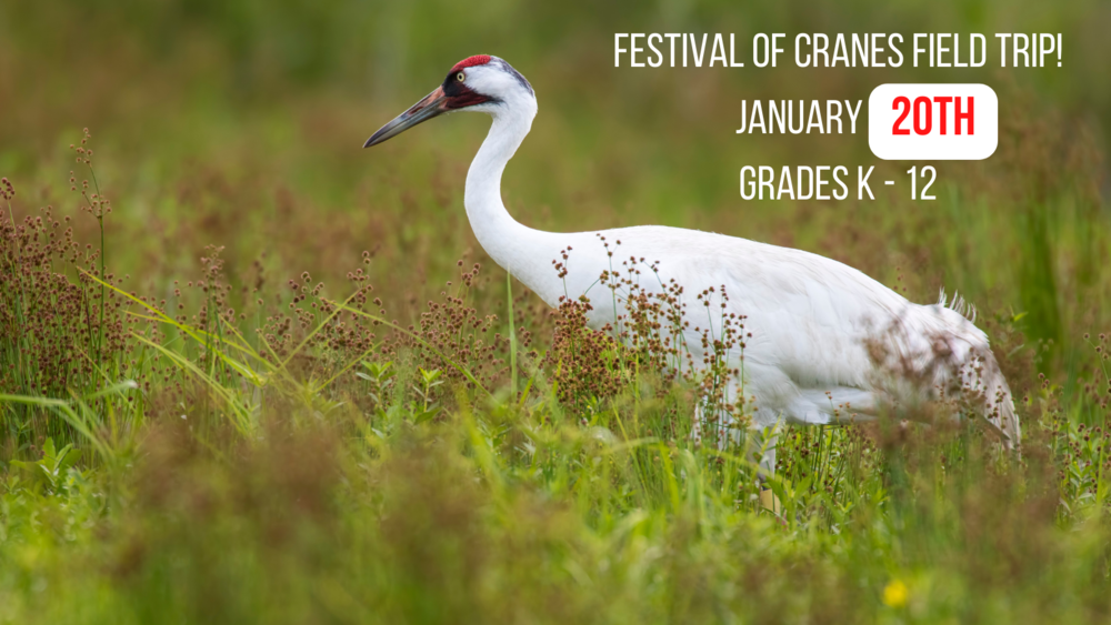 Field Trip: Festival of Cranes. January 20th. Grades K - 12