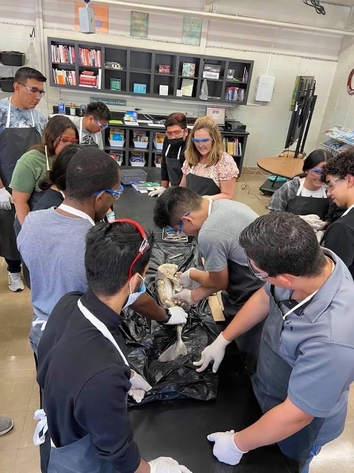 dissecting a dogfish at summer school