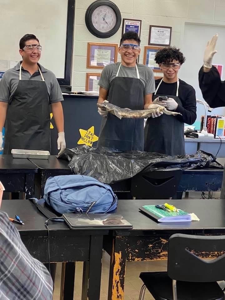 dissecting a dogfish at summer school